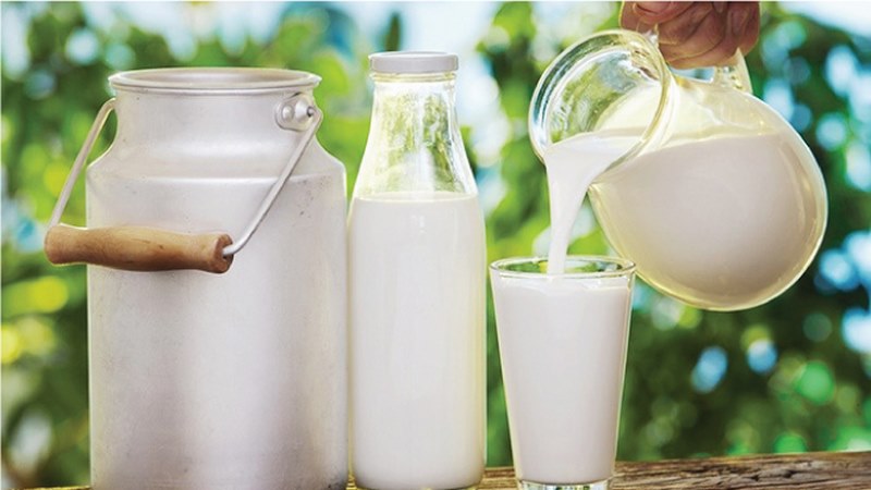 Sữa và chế phẩm từ sữa là nguồn cung cấp protein dồi dào