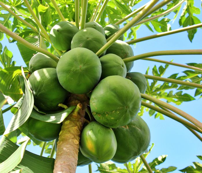 gia-tri-dinh-duong-cua-du-du