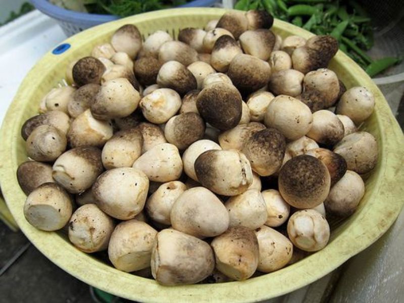 gia-tri-dinh-duong-cua-nam-rom