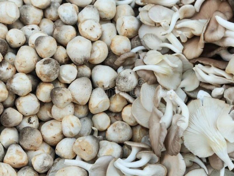 gia-tri-dinh-duong-cua-nam-rom