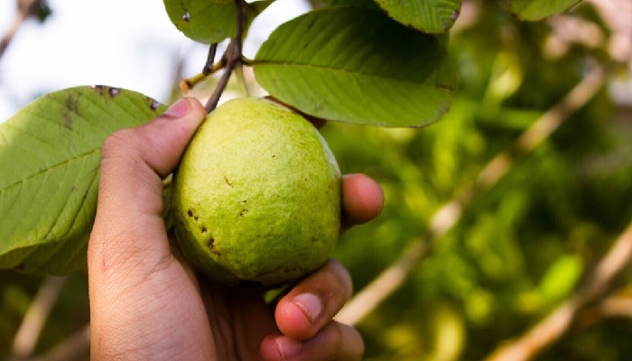 5 giá trị dinh dưỡng của ổi nhất định bạn cần biết 1 Ăn ổi có những dưỡng chất gì?