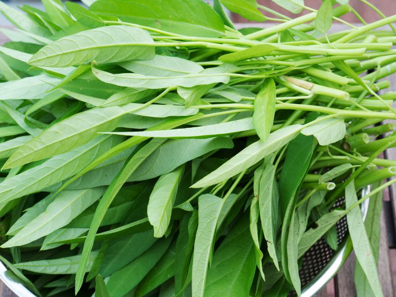 gia-tri-dinh-duong-cua-rau-muong